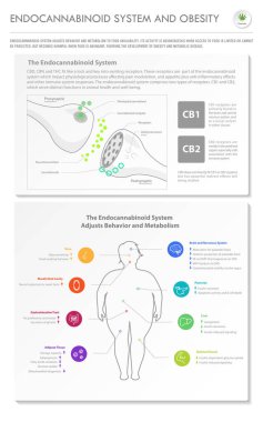 Endocannabinoid Sistemi ve Obezite dikey işletme enfografiği esrar hakkında bitkisel alternatif tıp ve kimyasal terapi, sağlık ve tıbbi bilim vektörü olarak gösterim.