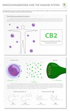 Endocannabinoidler ve Bağışıklık Sistemi dikey iş bilgileri esrar hakkında bitkisel alternatif tıp ve kimya terapisi, sağlık ve tıp bilimi vektörü olarak gösterim.