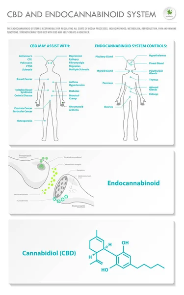 Cbd Und Endocannabinoid System Vertikale Geschäftliche Infografik Über Cannabis Als — Stockvektor