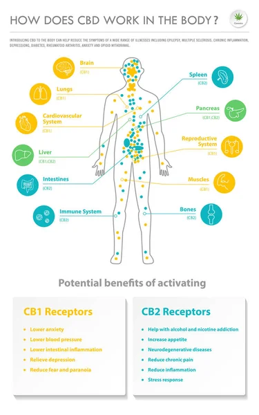 Como Funciona Cbd Corpo Ilustração Infográfica Negócios Vertical Sobre Cannabis — Vetor de Stock