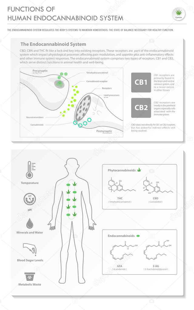 Functions of Human Endocananbinoid System vertical business infographic illustration about cannabis as herbal alternative medicine and chemical therapy, healthcare and medical science vector.