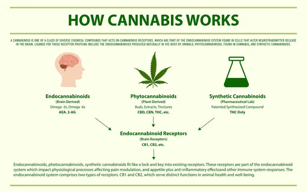 Come Funziona Cannabis Illustrazione Infografica Orizzontale Sulla Cannabis Come Medicina — Vettoriale Stock