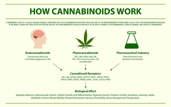 Wie Cannabinoide Funktionieren Horizontale Infografische Illustration Über Cannabis Als Pflanzliche — Stockvektor