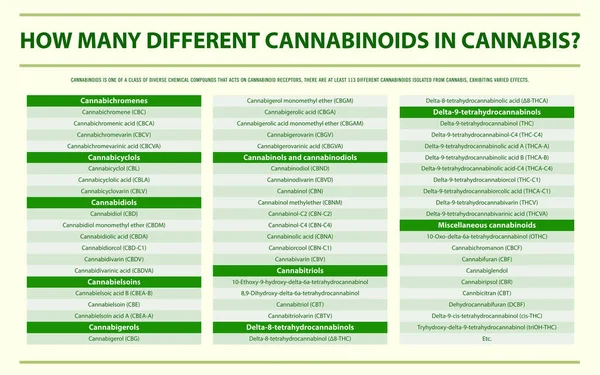 How Many Different Cannabinoids Cannabis Horizontal Infographic Illustration Cannabis Herbal — Stock Vector