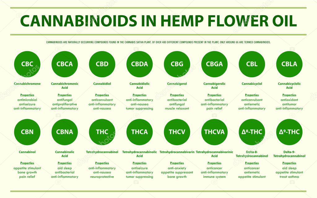 Cannabinoids in Hemp Flower Oil horizontal infographic illustration about cannabis as herbal alternative medicine and chemical therapy, healthcare and medical science vector.