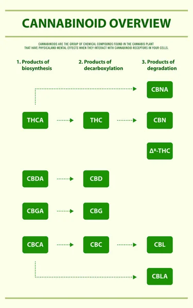 Cannabinoid Overview Vertikale Infografische Illustration Über Cannabis Als Pflanzliche Alternative — Stockvektor