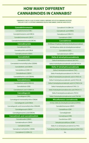 Quanti Cannabinoidi Diversi Nella Cannabis Illustrazione Infografica Verticale Sulla Cannabis — Vettoriale Stock