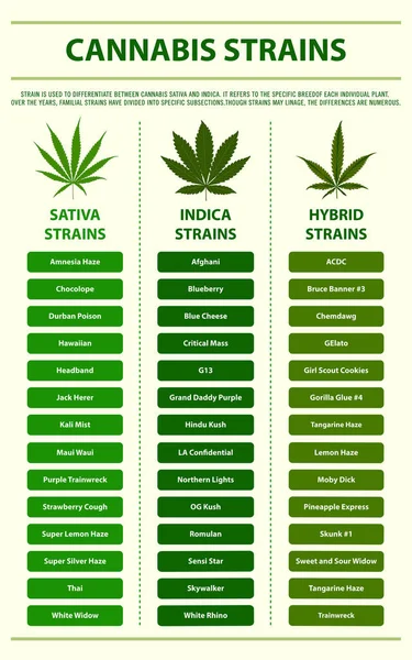 Vertikale Infografische Illustration Über Cannabis Als Pflanzliche Alternative Medizin Und — Stockvektor