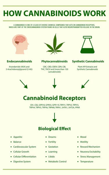 Wie Cannabinoide Funktionieren Vertikale Infografische Illustration Über Cannabis Als Pflanzliche — Stockvektor