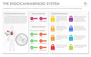 Endocananbinoid Sistemi, bitkisel alternatif tıp ve kimyasal terapi, sağlık ve tıp bilimi vektörü olarak kenevir hakkında yatay ticari bilgi sunumu.