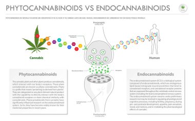 Phytocannabinoids, Endocannabinoids 'e karşı yatay iş bilgisi, esrar hakkında bitkisel alternatif tıp ve kimyasal terapi, sağlık ve tıbbi bilim vektörü olarak bilgi sunumu.