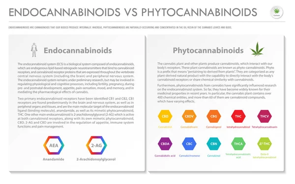 Endocannabinoide Phytocannabinoide Horizontale Geschäftliche Infografik Über Cannabis Als Pflanzliche Alternative — Stockvektor