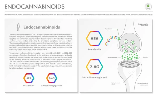 Endokannabinoidy Horyzontalne Infografika Biznesu Marihuanie Jako Ziołowej Medycyny Alternatywnej Terapii — Wektor stockowy