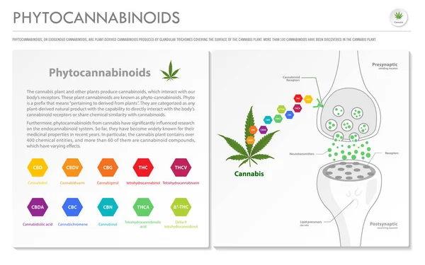 Phytocannabinoide Horizontale Geschäftliche Infografik Über Cannabis Als Pflanzliche Alternative Medizin — Stockvektor