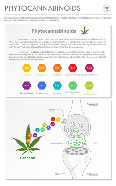 Phytocannabinoids Ilustração Infográfica Empresarial Vertical Sobre Cannabis Como Medicina Alternativa —  Vetores de Stock