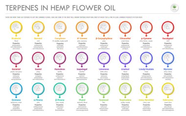 Bitkisel alternatif tıp ve kimya terapisi, sağlık ve tıp bilimi vektörü olarak kenevir hakkında yapısal formüller yatay iş bilgileri içeren Hemp Çiçek Yağı 