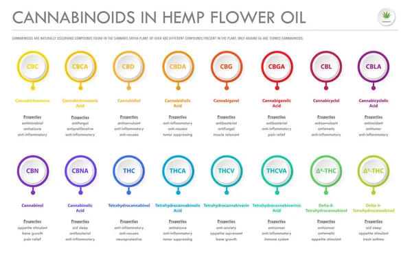 Kenevir Çiçeği Yağındaki Cannabinoidler Bitkisel Alternatif Tıp Kimyasal Terapi Sağlık — Stok Vektör