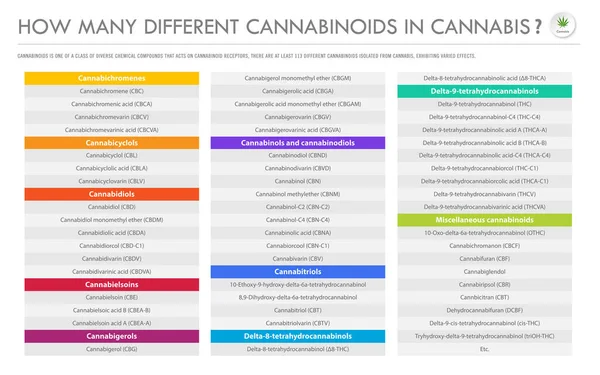 Wie Viele Verschiedene Cannabinoide Der Horizontalen Geschäftlichen Darstellung Von Cannabis — Stockvektor