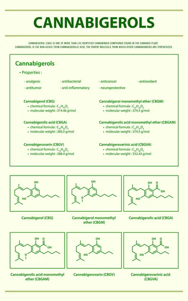 Cannabigerol Cbg Met Structurele Formules Cannabis Verticale Infographic Illustratie Cannabis — Stockvector