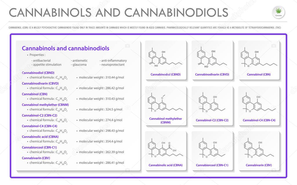 Cannabinol and Cannabinodiol CBN with Structural Formulas in Cannabis horizontal business infographic illustration about cannabis as herbal alternative medicine and chemical therapy, healthcare and medical science vector.
