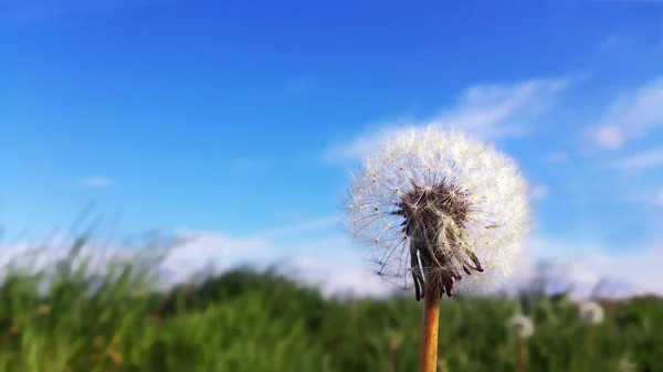 Karahindiba Çiçekli Beyaz Tohumlar Çimenlerin Arasında Bulanık Mavi Gökyüzü Bulutlu — Stok fotoğraf
