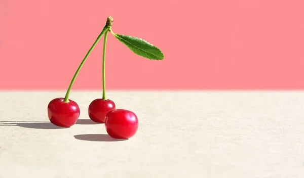 Reife Kirschbeeren Stehen Paarweise Mit Stiel Und Blatt Auf Einem — Stockfoto