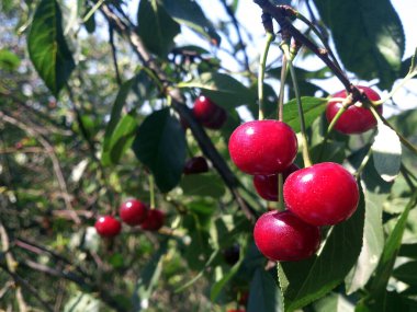 Bahçedeki bir dalda olgun kırmızı kiraz üzümleri. Yaklaş. Seçici odak