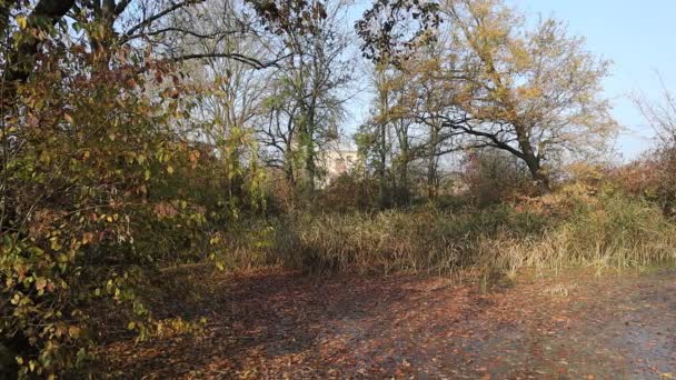 Comète sur le ciel nocturne