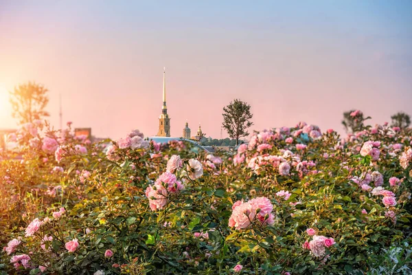 Omgeven door rozen — Stockfoto