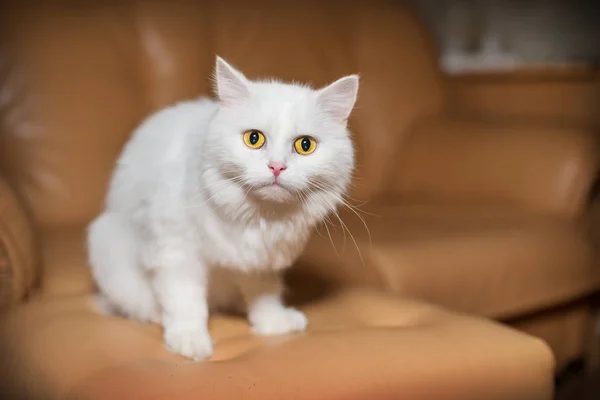 Witte kat op zoek mooie ogen — Stockfoto