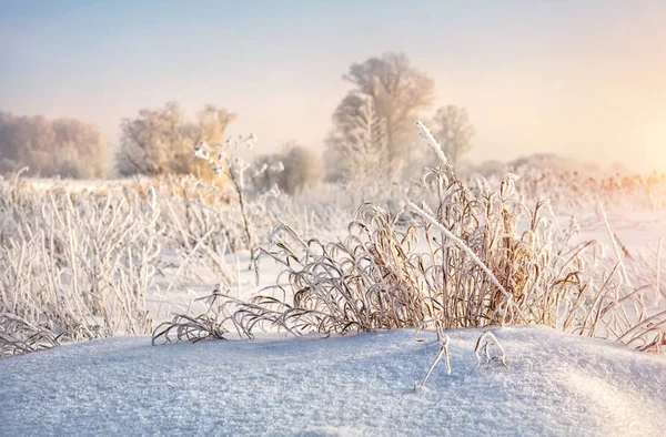 Cachos de neve na geada — Fotografia de Stock