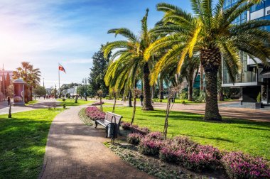 Yeşil palmiye ağaçları Sochi