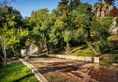 Sochi parkta kırmızı kedi