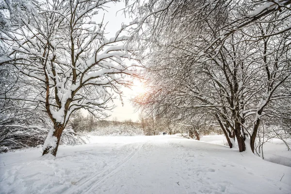 Tree in the snow — Stock Photo, Image