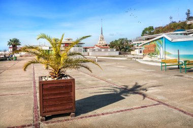 Karadeniz seti kıyısındaki Sochi 'de bir küvette palmiye ağacı ve güneşli bir günde uzak bir deniz istasyonu kulesi. 