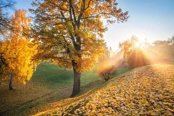 Höstsolens Strålar Genom Gyllene Träden Tsaritsyno Park Moskva Tidigt Hösten — Stockfoto