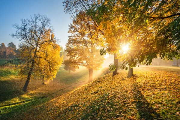 The rays of the autumn sun through golden trees in a ravine in Tsaritsyno park in Moscow in the early autumn morning