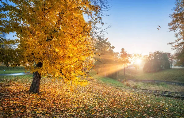 Solstrålar Genom Gyllene Höstlöv Träd Tsaritsyno Park Moskva Och Två — Stockfoto