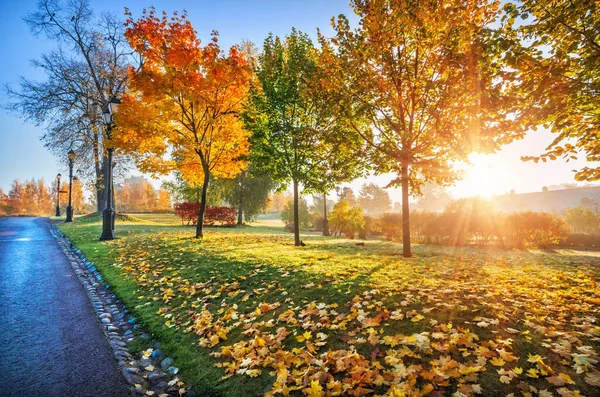 Solstrålar Genom Gyllene Flerfärgade Höstträd Tsaritsyno Park Moskva Tidig Solig — Stockfoto