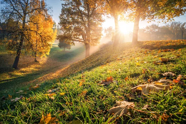 Nap Őszi Levelekre Fűre Süt Moszkvai Saritsyno Parkban Kora Ősszel — Stock Fotó