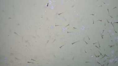 Balık larvası. Balık çiftliğinde yetişiyor..