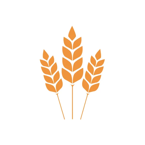 病媒小麦穗穗与谷粒 实际燕麦束 黄色封印的背风 面粉生产设计 有机素食包装元素 孤立的例证 — 图库矢量图片
