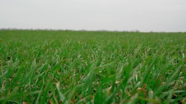 Campo Verde Grano Invernale Crescita Futura Delle Colture Prato Primaverile — Video Stock