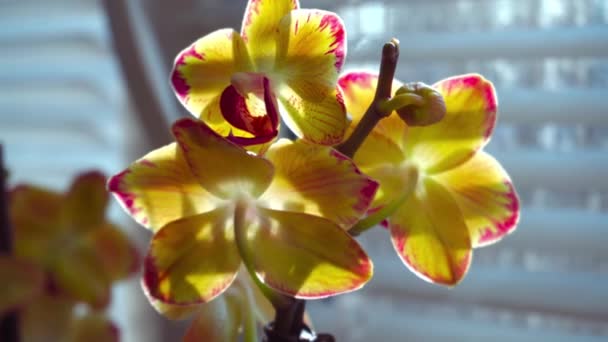 桔子兰花花瓣落在阳光下的窗台上 — 图库视频影像