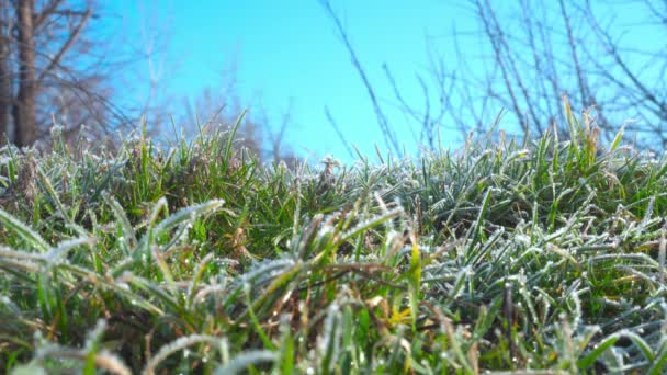 Eingefroren Auf Grünem Gras Wald Vor Blauem Himmel Frost Auf — Stockvideo