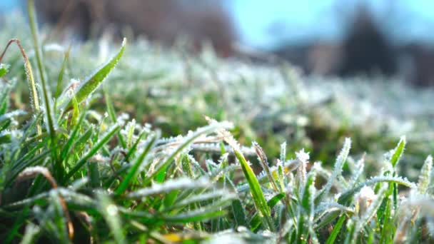 接近中だ凍結緑の草 ゆっくりと春の太陽の光の下で自分自身を暖める 春の訪れ — ストック動画
