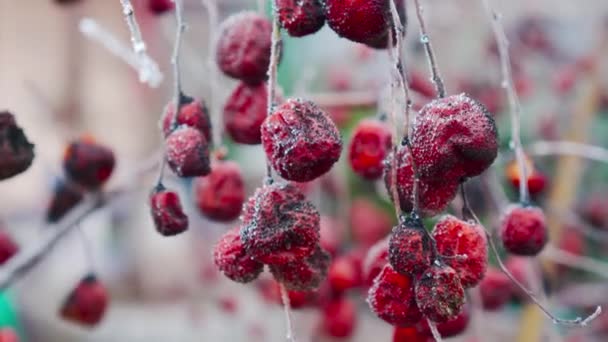 Cosecha Estropeada Pequeñas Manzanas Que Quedan Para Colgar Árbol Fruta — Vídeos de Stock