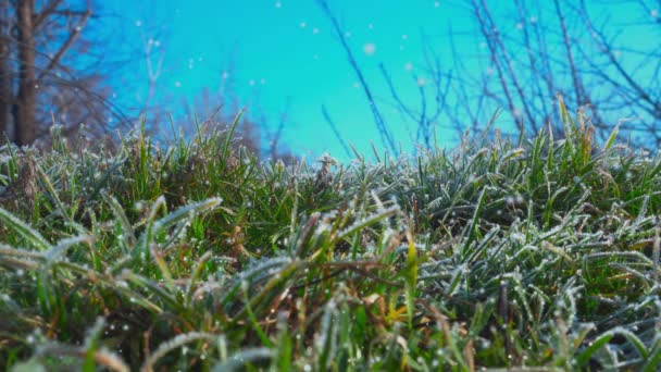 Медленно Летающие Снежинки Падают Зеленую Траву Ледяные Пальто — стоковое видео