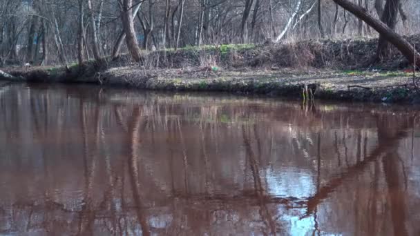 Flödet Lugn Skogsflod Liten Lugn Flod Molnig Höstdag Lugn Naturlig — Stockvideo