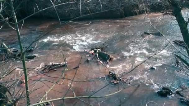 Górska Rzeka Płynąca Pobliżu Lasu Silny Strumień Górskiej Rzeki — Wideo stockowe